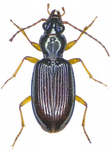 Sinechostictus ruficorne